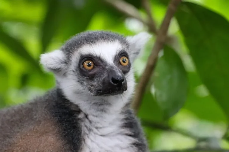Lemur in Madagaskar – faszinierende Tierbegegnungen, authentisches Wildlife-Erlebnis auf einer Madagaskar-Reise mit MadaPlusTRAVEL