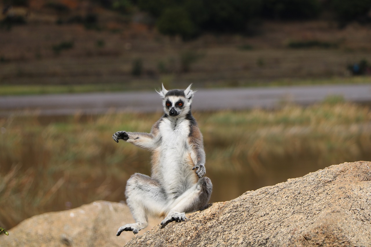 Lemur – Anja Private Reserve