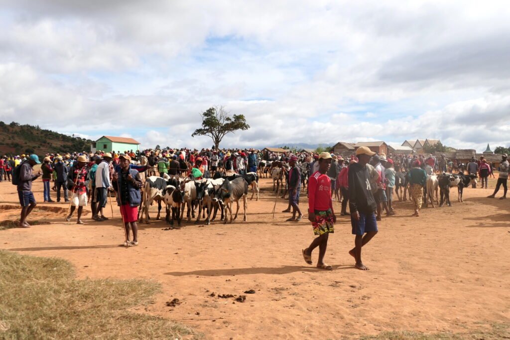 Zebu market in Ambalavao during a southwest Madagascar roundtrip with MadaPlus TRAVEL.