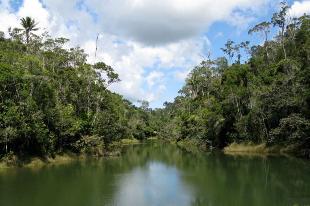 Regenwald im Andasibe-Mantadia-Nationalpark – Heimat der Indris und faszinierende Naturerlebnisse auf der Ost-Rundreise Madagaskar- –mit MadaPlus TRAVEL