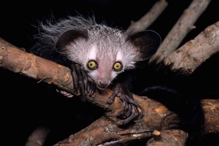 Aye-Aye rare lors d’un circuit Est Madagascar – rencontre nocturne dans la forêt tropicale
