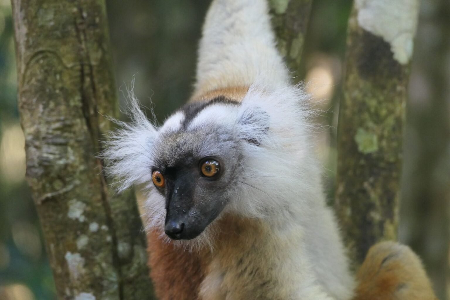 Lémurien dans le Palmarium Parc Naturel – rencontre rapprochée lors d’un circuit Est Madagascar avec MadaPlusTRAVEL