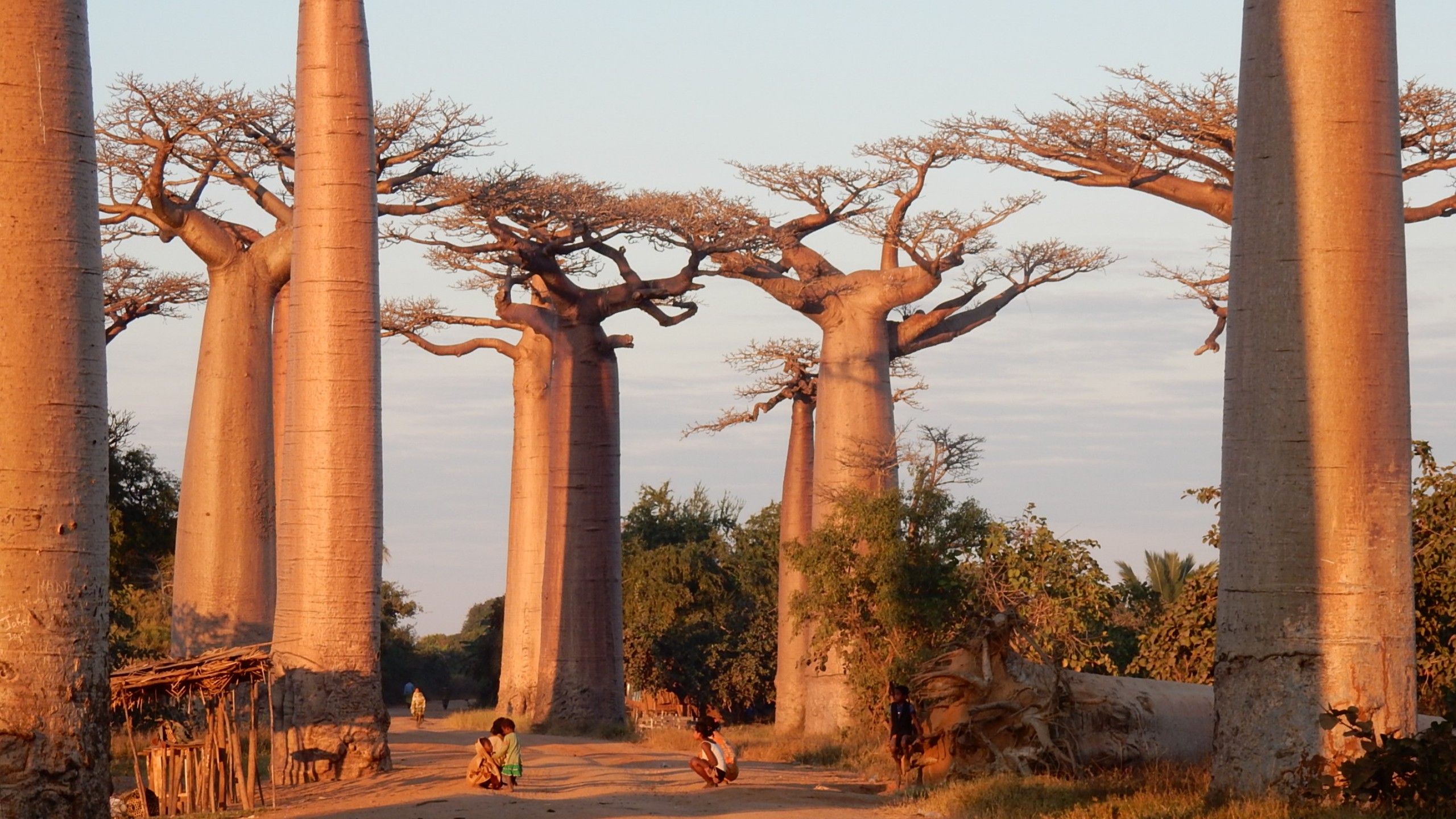 Allee de Baobabs