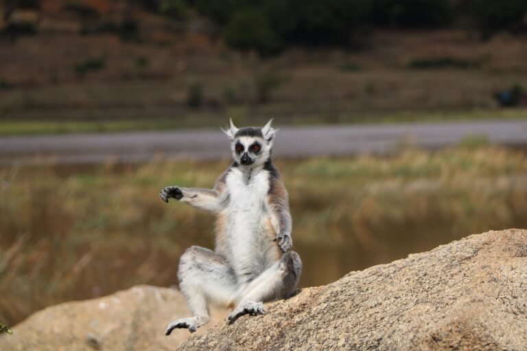 Katta-Lemur im Anja Community Reserve, Madagaskar – sitzend auf einem Felsen und sonnenbadend