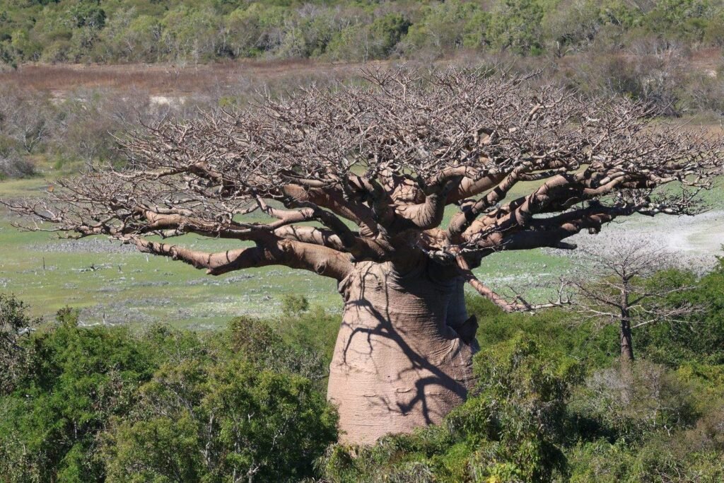 Baobab mit mächtigem Stamm und weit ausladenden, kahlen Ästen im Kirindy-Mitea-Nationalpark in Madagaskar.