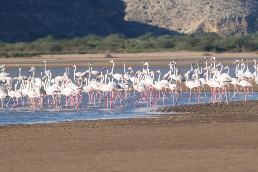 Zahlreiche Flamingos im flachen Wasser der Bucht von Saint Augustin in Madagaskar vor bewachsenen Felsklippen.