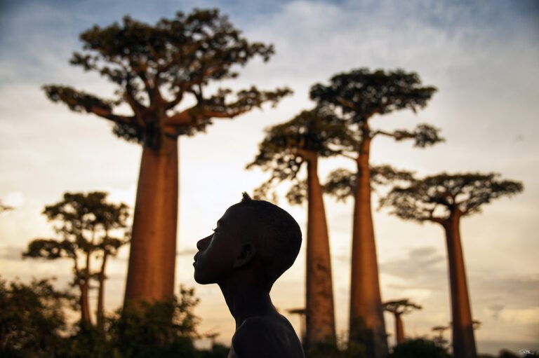 Ein Junge im Profil als dunkle Silhouette vor mächtigen Baobabs im warmen Abendlicht.
